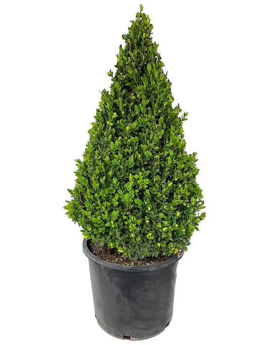 Buxus Sempervirens Cone Topiary 27-30 Inch