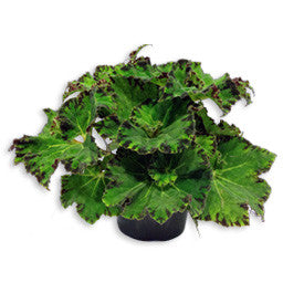 Begonia Assorted 6 inch