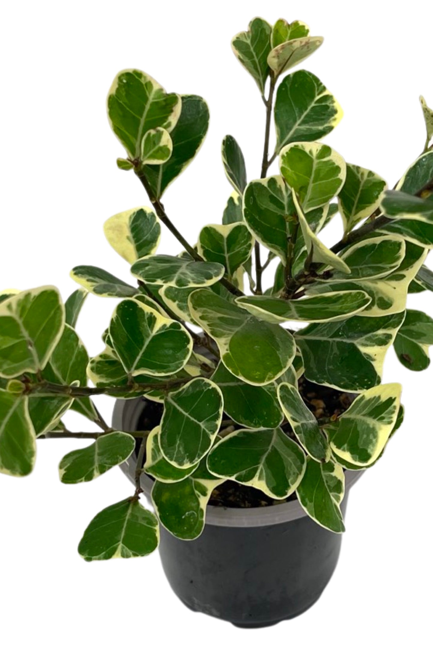 Ficus triangularis 'Variegated' Quart