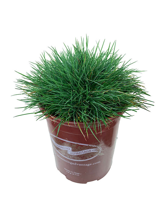 Festuca glauca 'Elijah Blue'