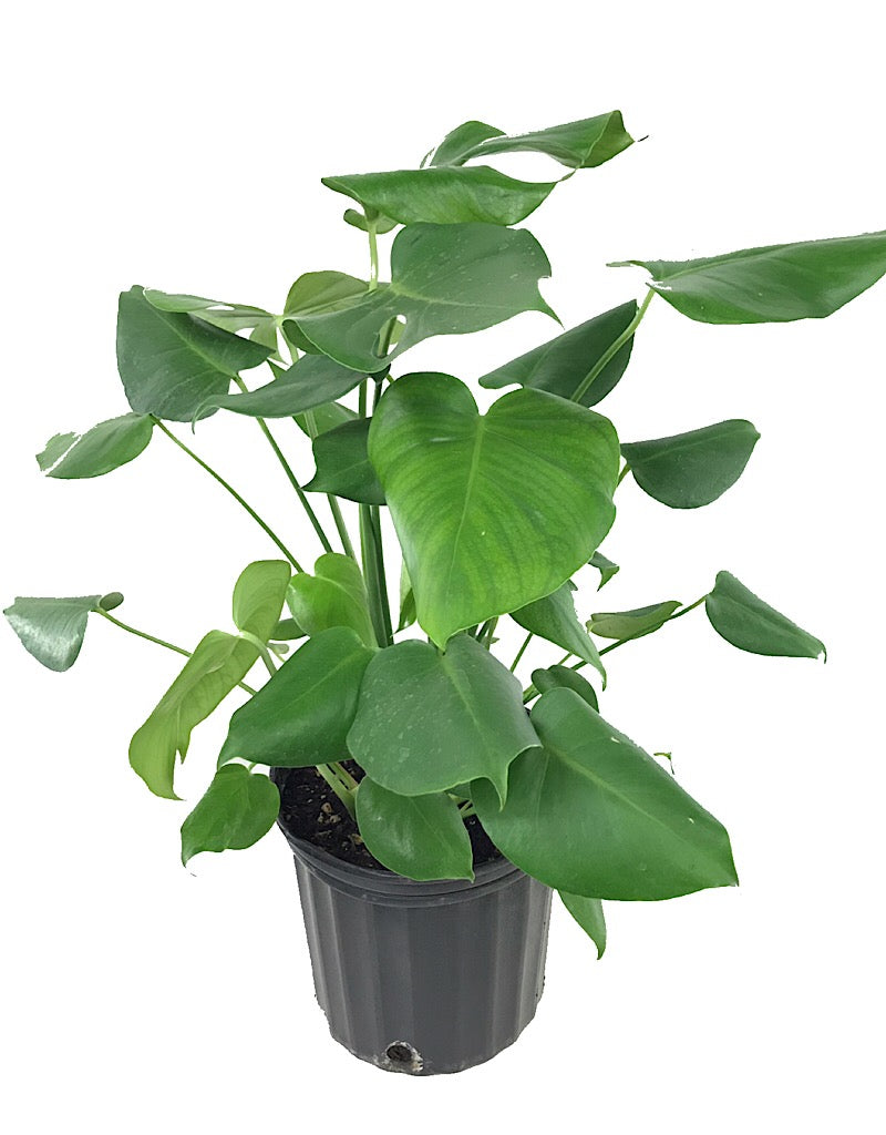 Monstera deliciosa 10 inch