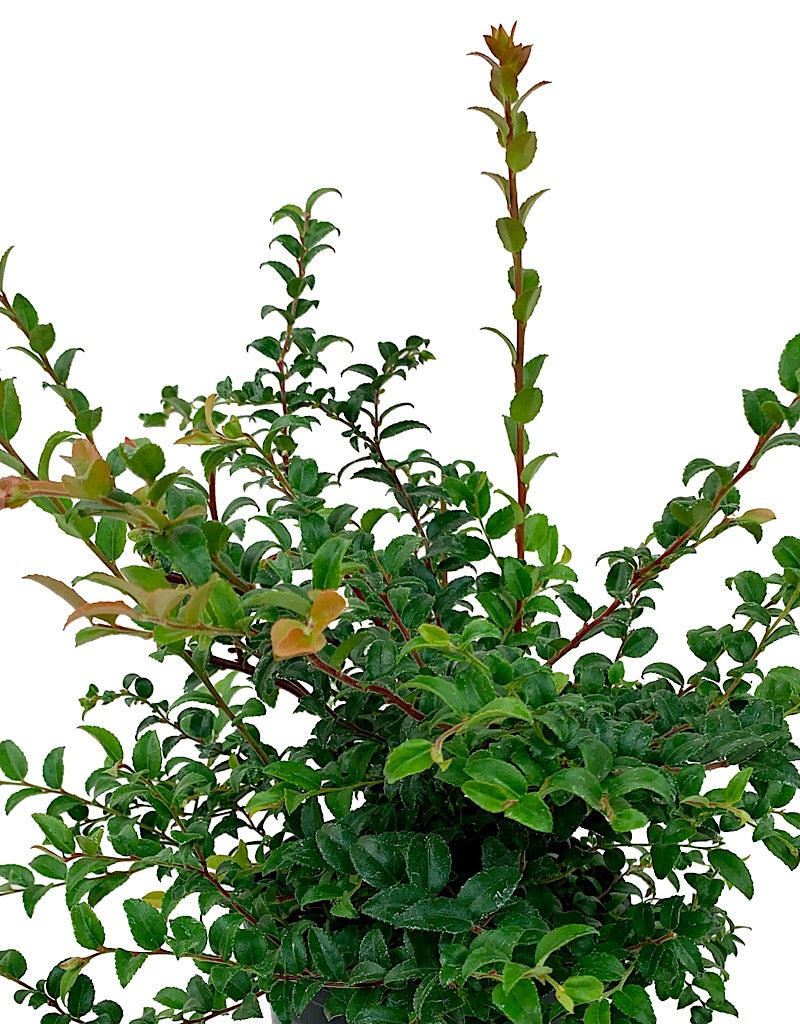 Vaccinium ovatum 1 Gallon