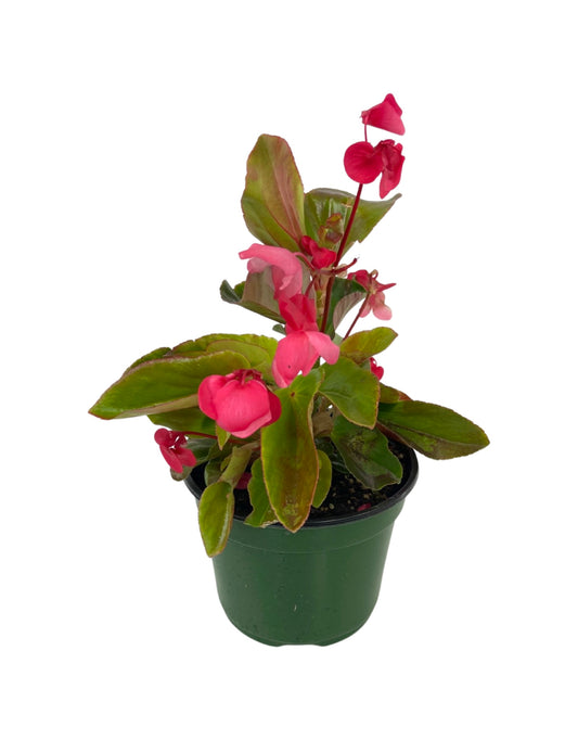 Begonia 'Dragon Wing Pink' 6 Inch