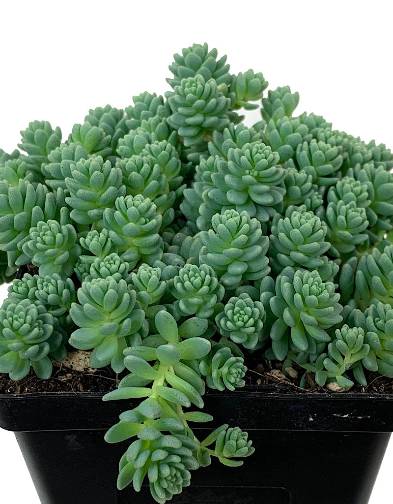 Sedum dasyphyllum 'Major' 4 Inch