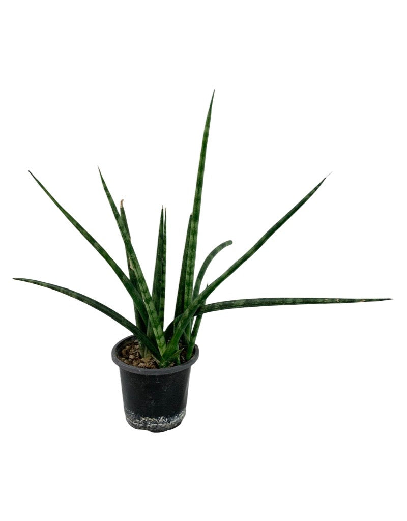 Sansevieria cylindrica Quart