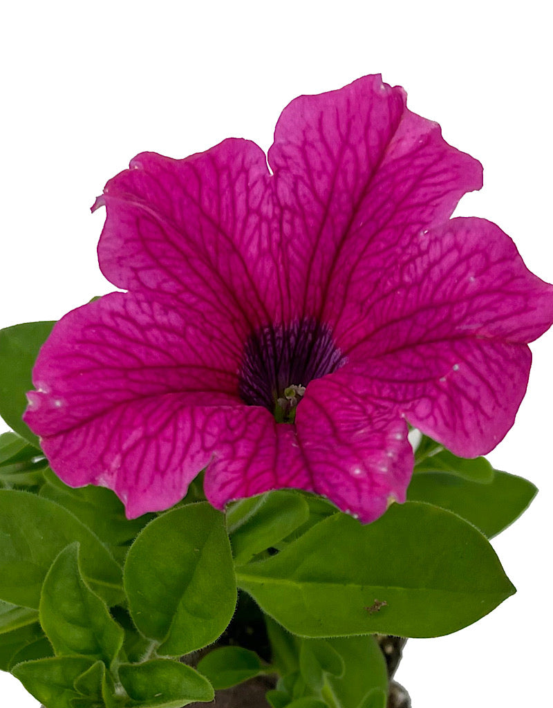 Petunia 'Surfinia Rose Vein' 4 Inch