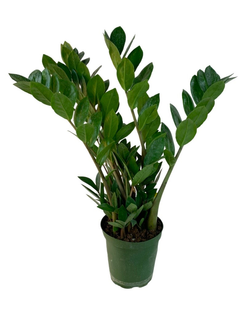 Zamioculcas zamiifolia 6 Inch