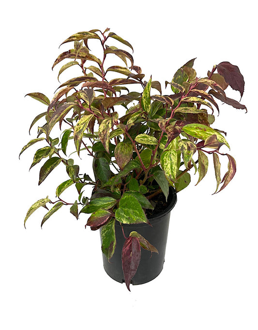 Leucothoe fontanesiana 'Rainbow' 1 Gallon