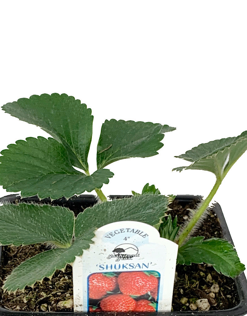 Strawberry 'Shuksan'  4 Inch