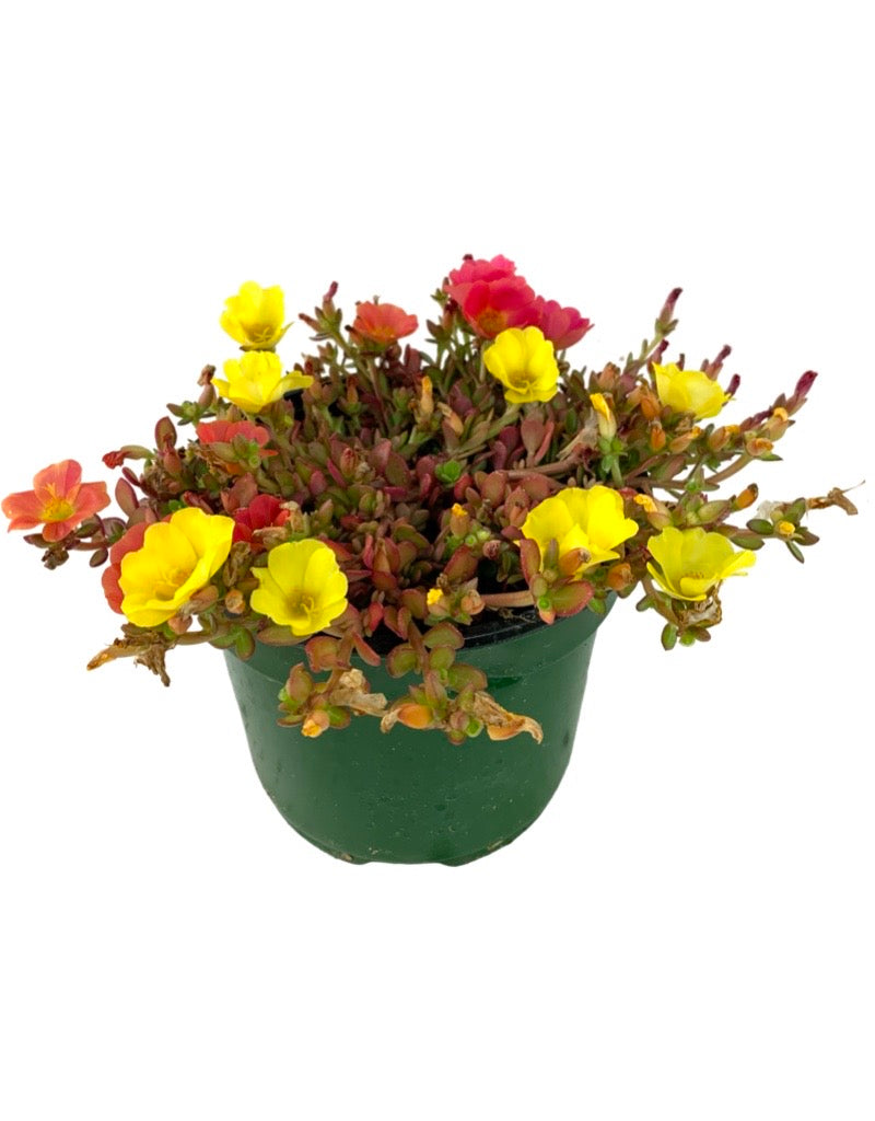 Portulaca 'Confetti Garden Cupcake Party' 6 Inch