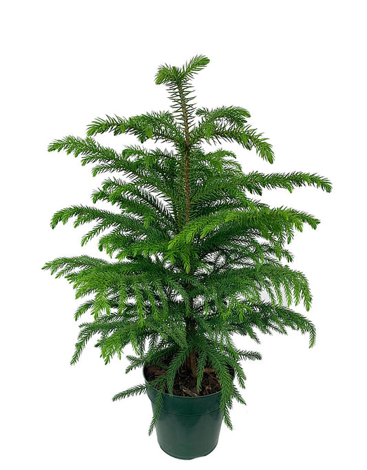 Araucaria heterophylla 6 Inch