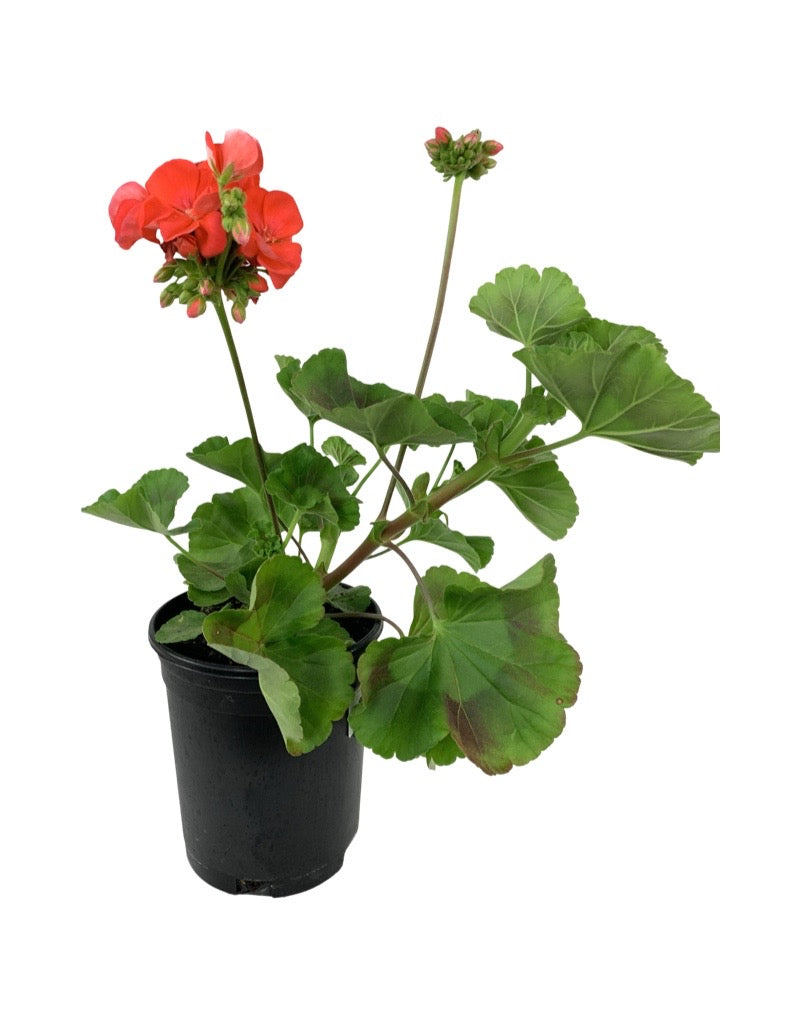 Geranium Zonal 'Rocky Mountain Orange' 1 Gallon