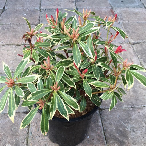 Pieris japonica 'Flaming Silver'  1 Gal