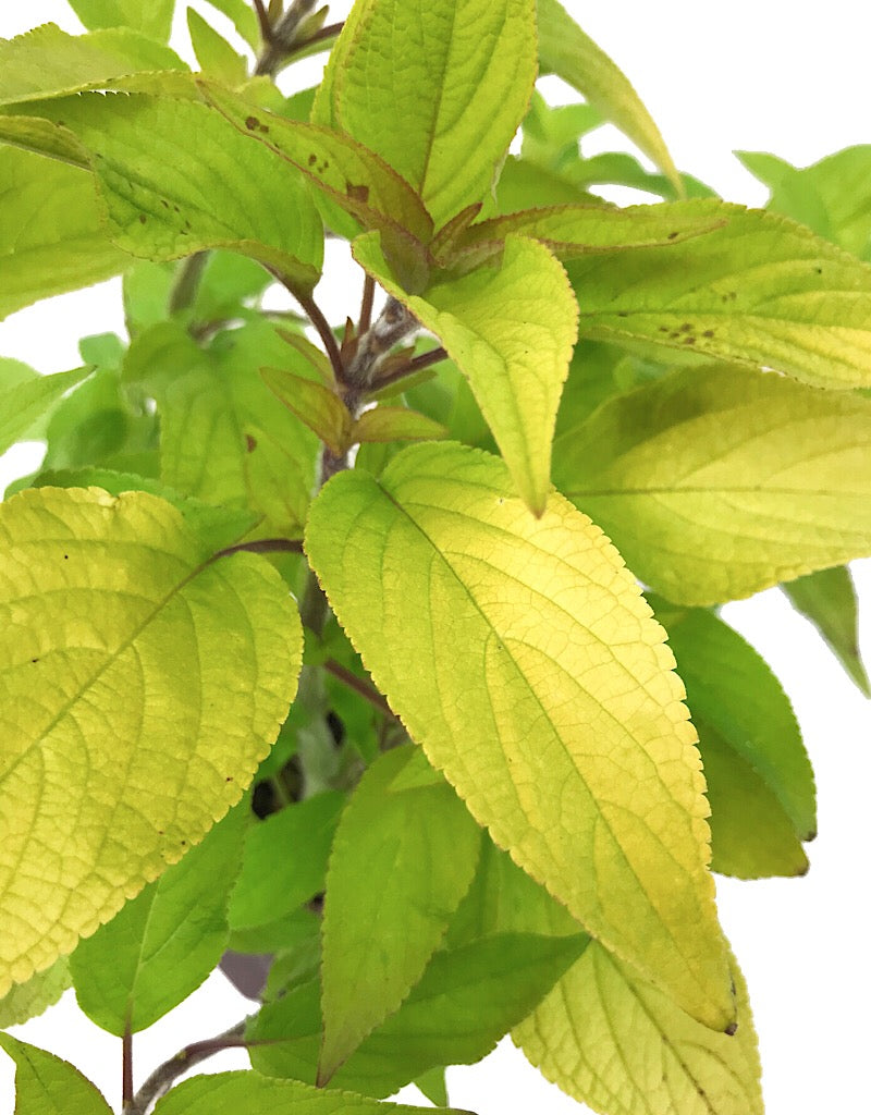 Salvia 'Golden Delicious'  Quart