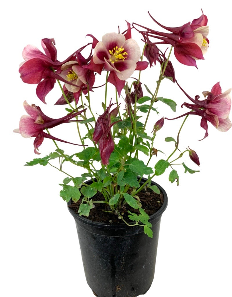 Aquilegia 'Winky Double Red/White'