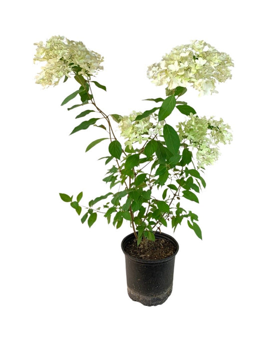 Hydrangea paniculata 'Skyfall' 2 Gallon