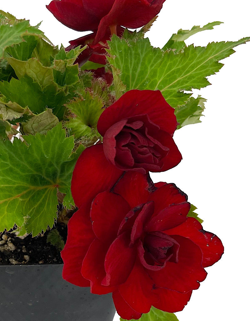 Begonia 'Nonstop Red' 4 Inch