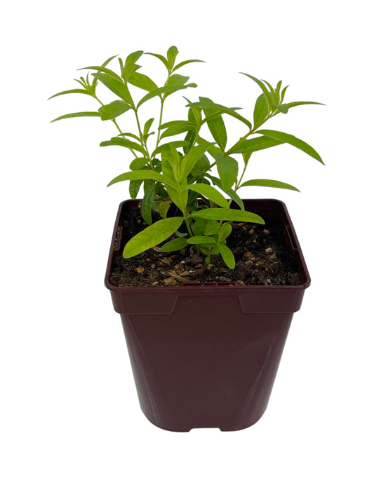 Aloysia citrodora 'Lemon Verbena' Quart