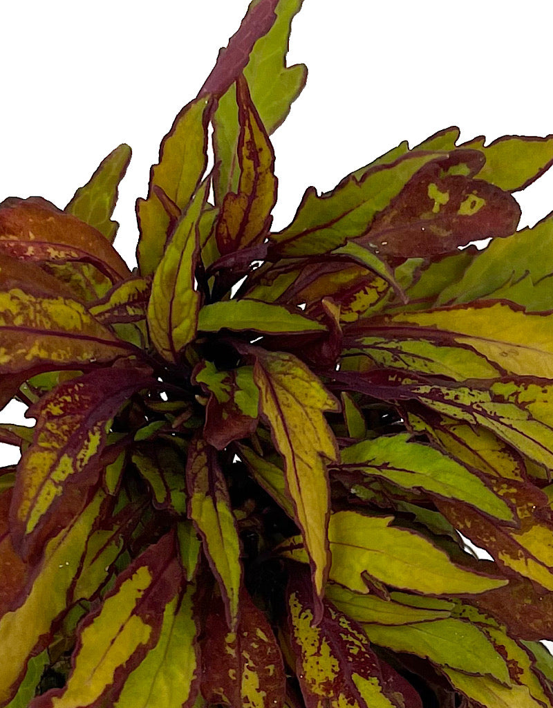 Coleus 'Flame Thrower Spiced Curry' 4 Inch