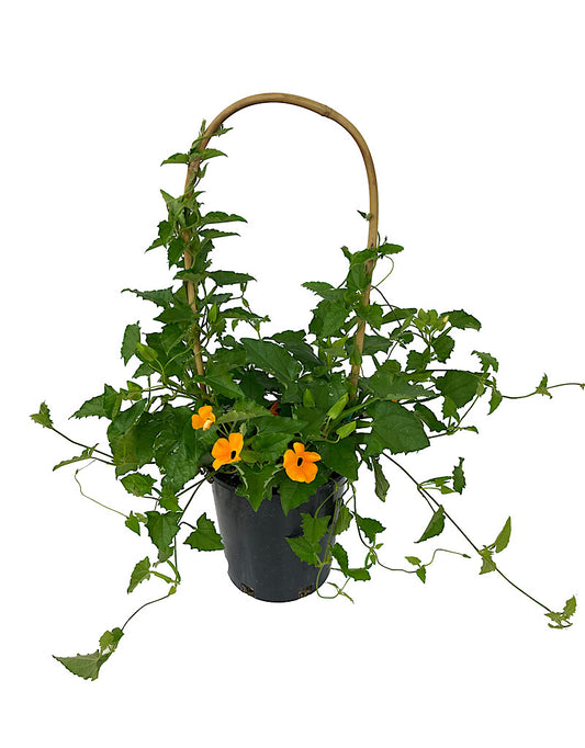 Thunbergia 'Orange w/ Black Eye' 1 Gallon