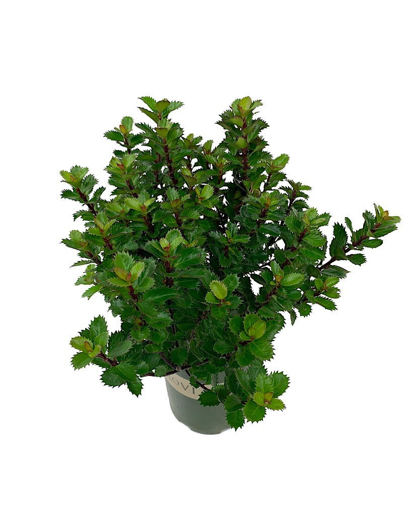 Ilex x 'Scallywag' 1 Gallon