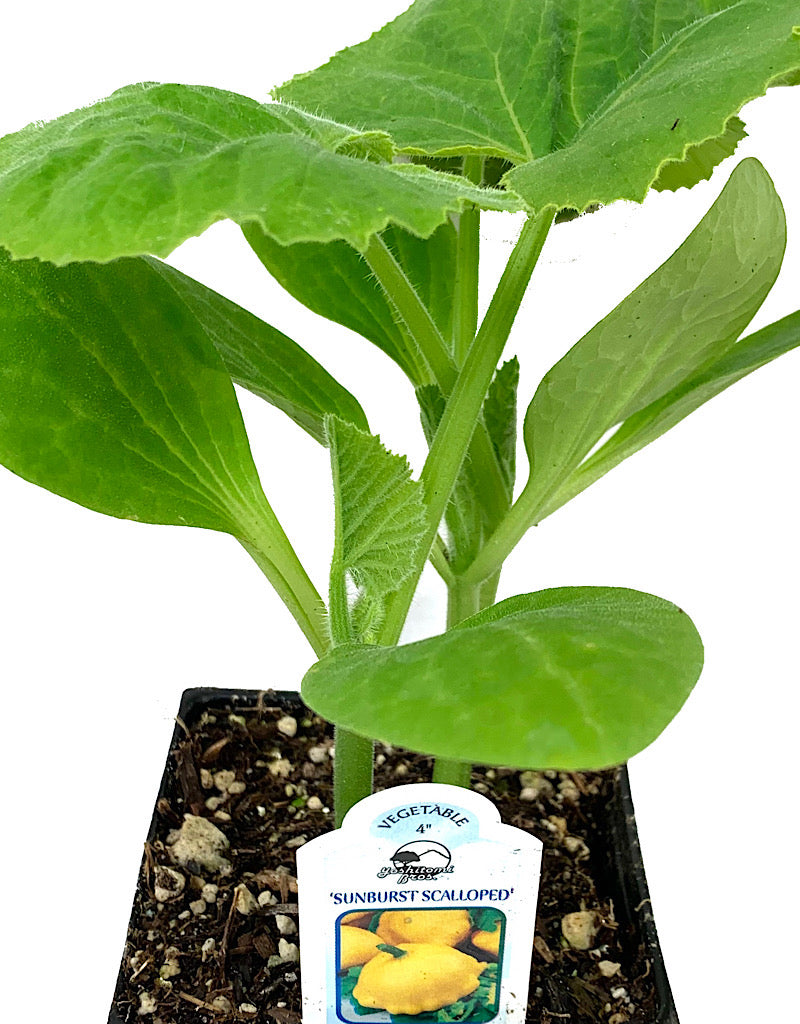 Squash 'Sunburst Patty Pan'  4 inch