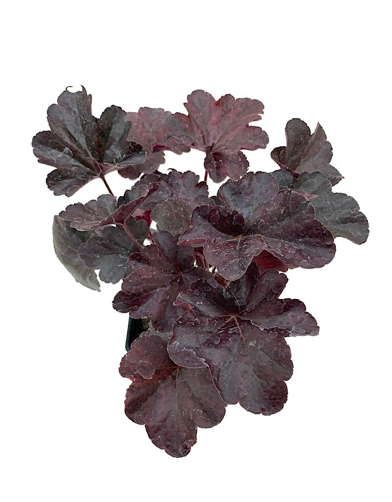 Heuchera 'Obsidian'