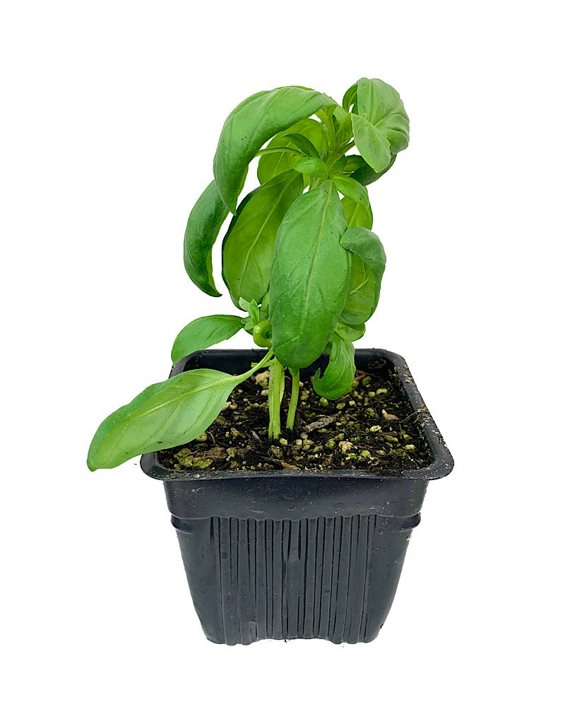 Basil 'Genovese' 4 Inch