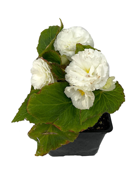 Begonia 'Nonstop White' 4 Inch