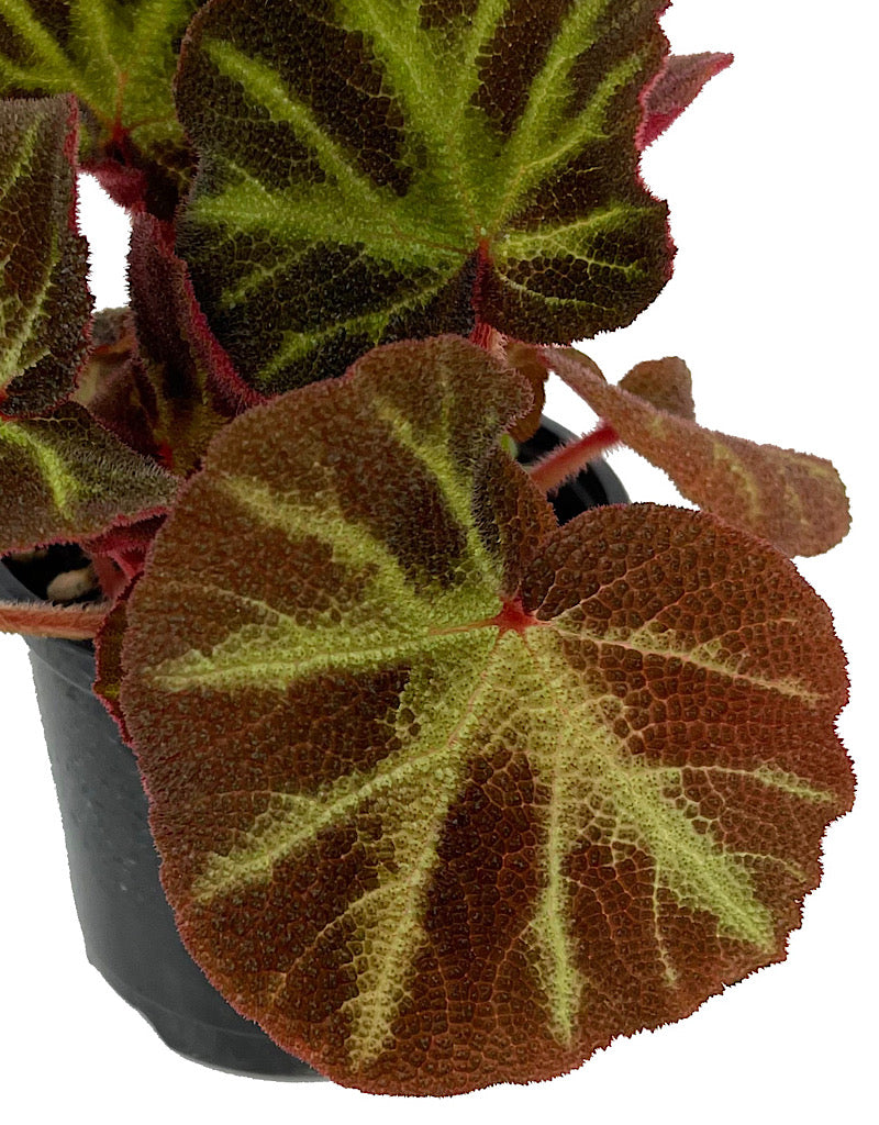 Begonia 'Soli-Mutata' Quart