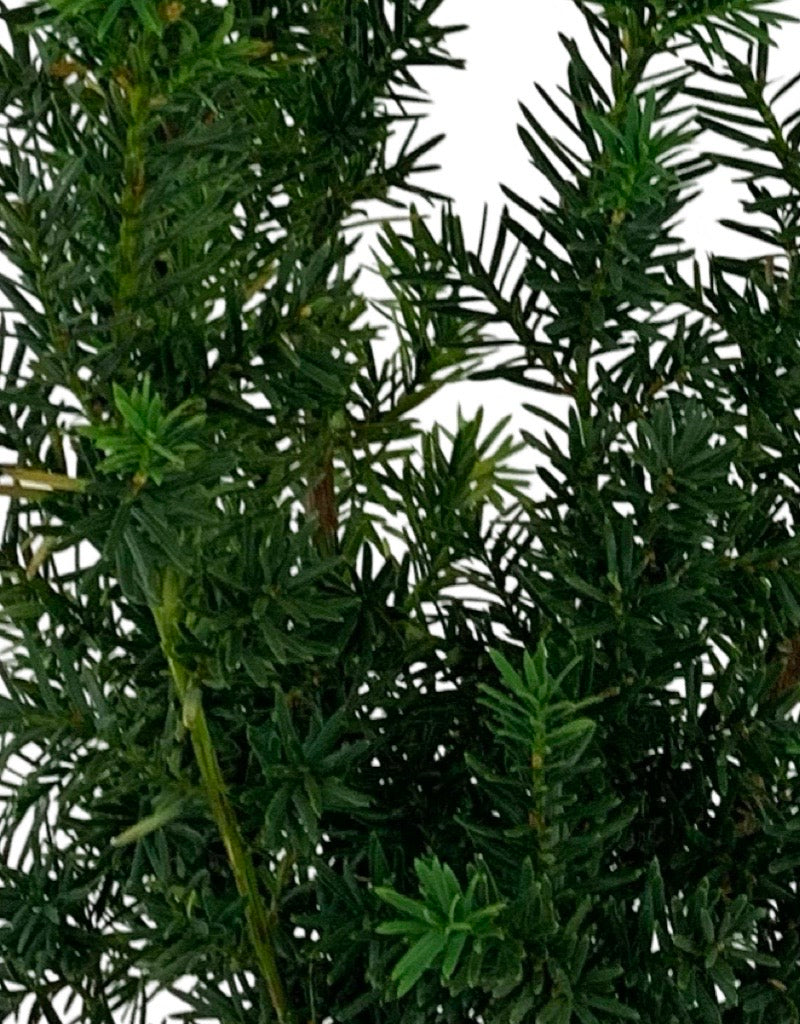 Taxus media 'Hicksii' 1 Gallon