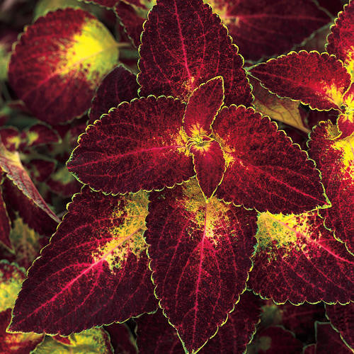 Coleus 'Dipt In Wine'- 4 inch