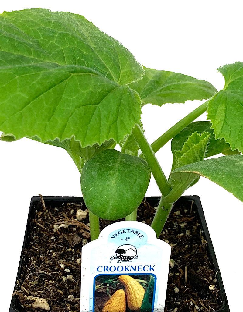 Squash 'Yellow Crookneck' 4 Inch