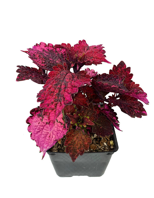 Coleus 'Florida Sun Rose' 4 Inch