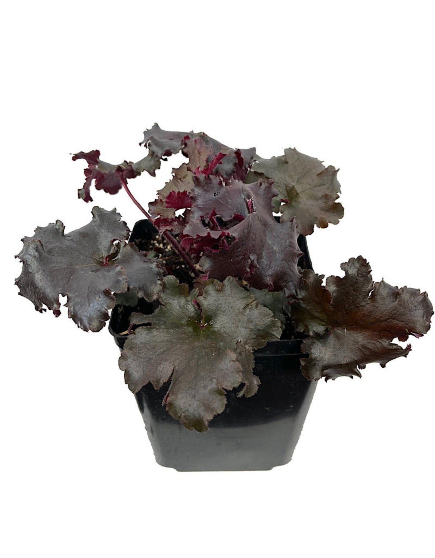 Heuchera 'Black Taffeta'