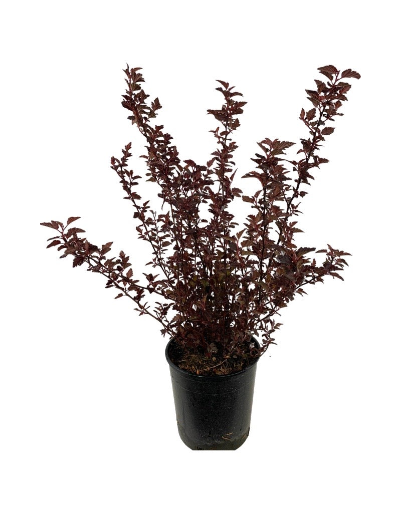 Physocarpus opulifolius 'Black Jack' 1 Gallon