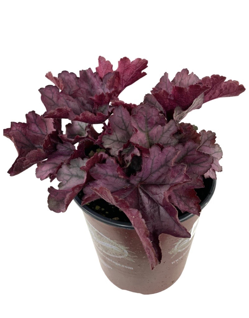 Heuchera 'Spellbound' 1 Gallon