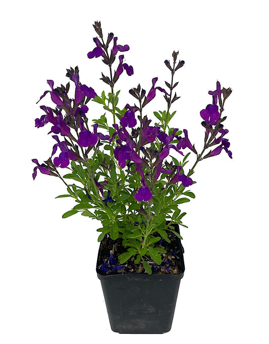 Salvia greggi 'Mirage Deep Purple' Quart