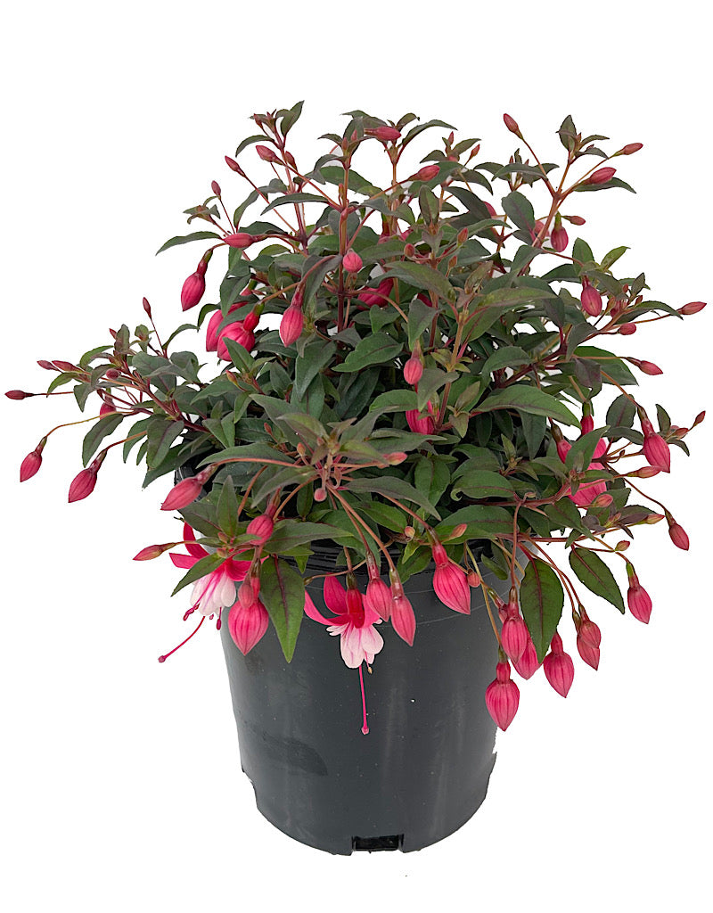 Fuchsia 'Alice Hoffman' 1 Gallon