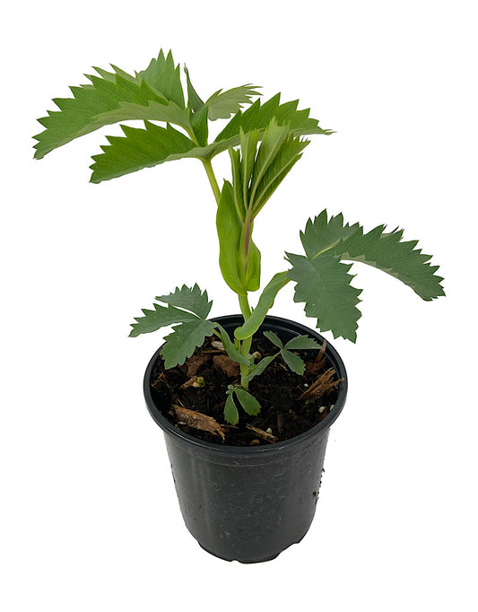 Melianthus major 'Antonow's Blue' Quart