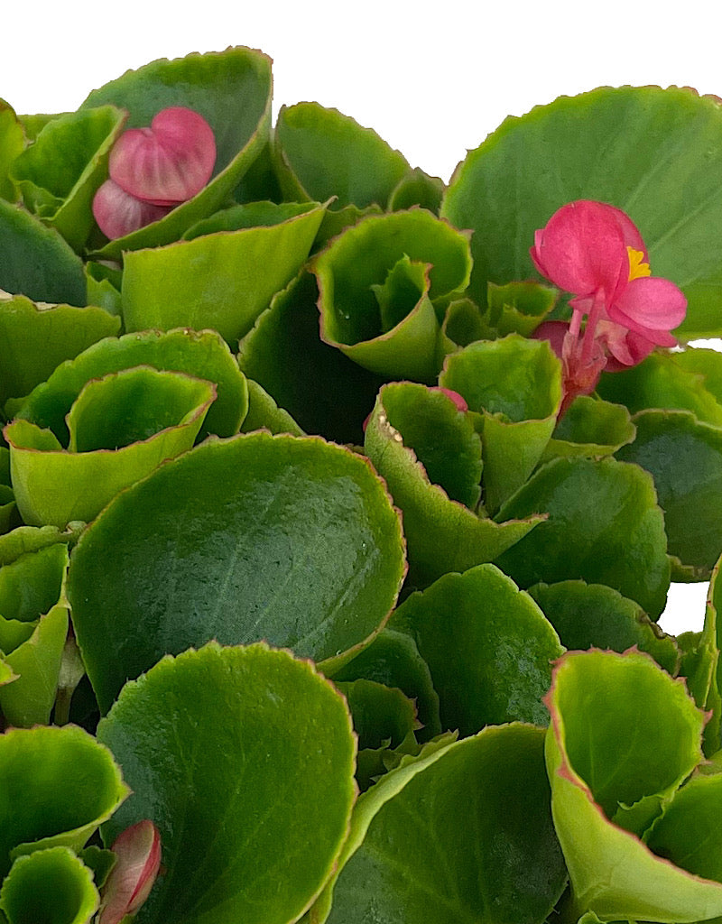 Begonia 'Ambassador Rose' Jumbo Traypack