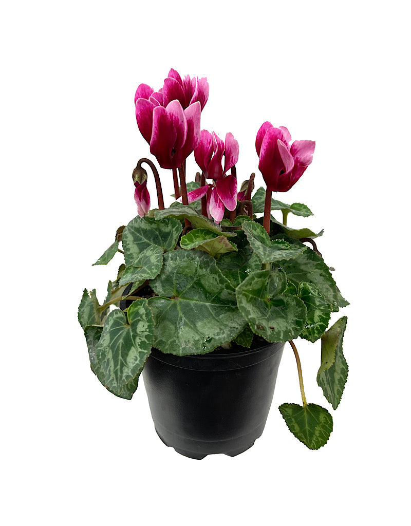 Cyclamen 'Melody Outdoor Shine Wine' 4 inch