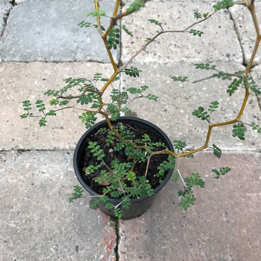 Sophora prostrata 'Little Baby' Quart