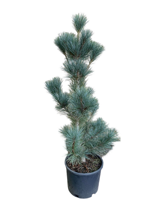 Pinus peuce 'Pacific Blue'