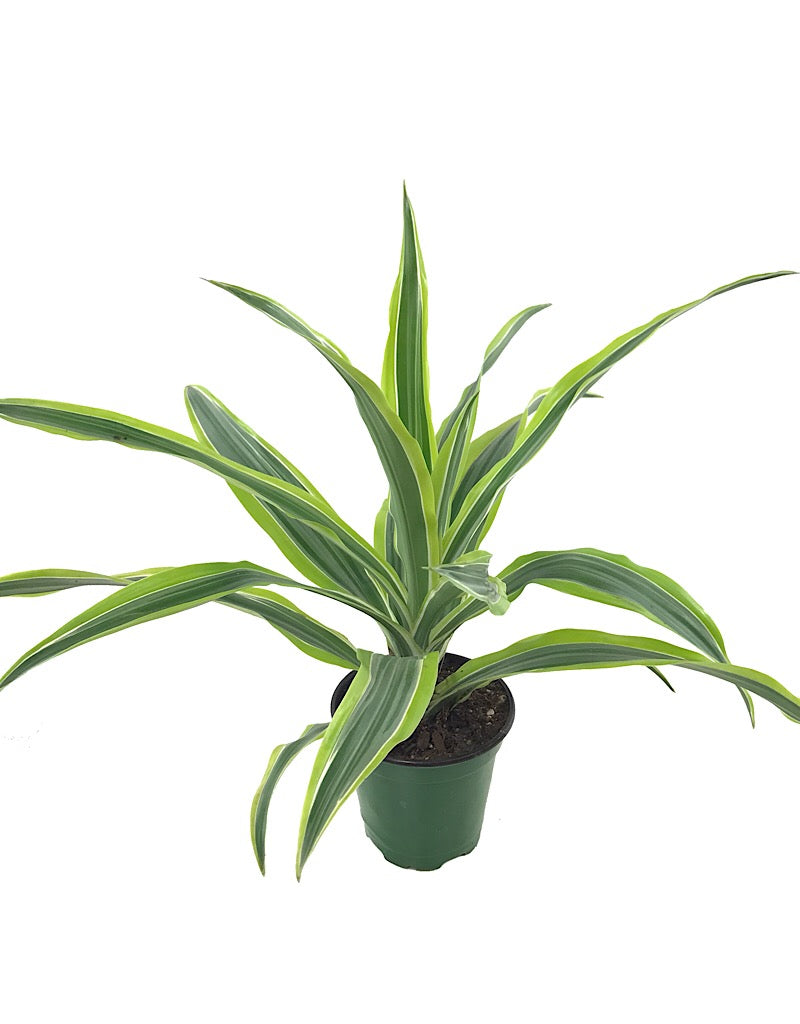 Dracaena deremensis 'Lemon Lime Bush'