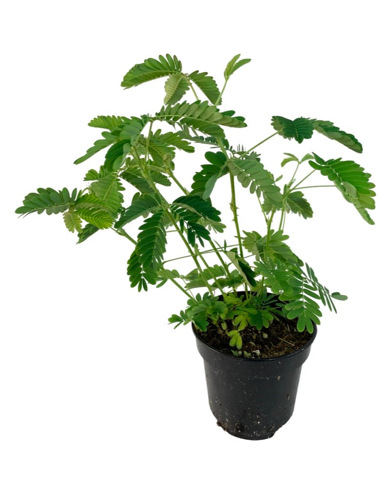 Mimosa pudica 4 Inch