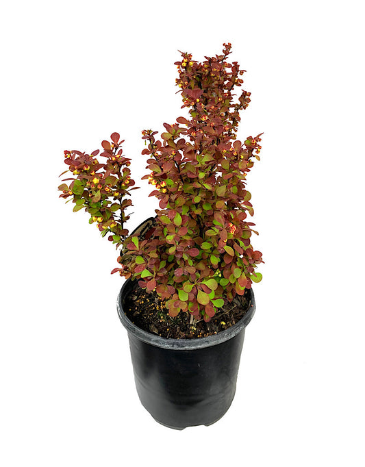 Berberis thunbergii 'Orange Rocket' 2 Gallon