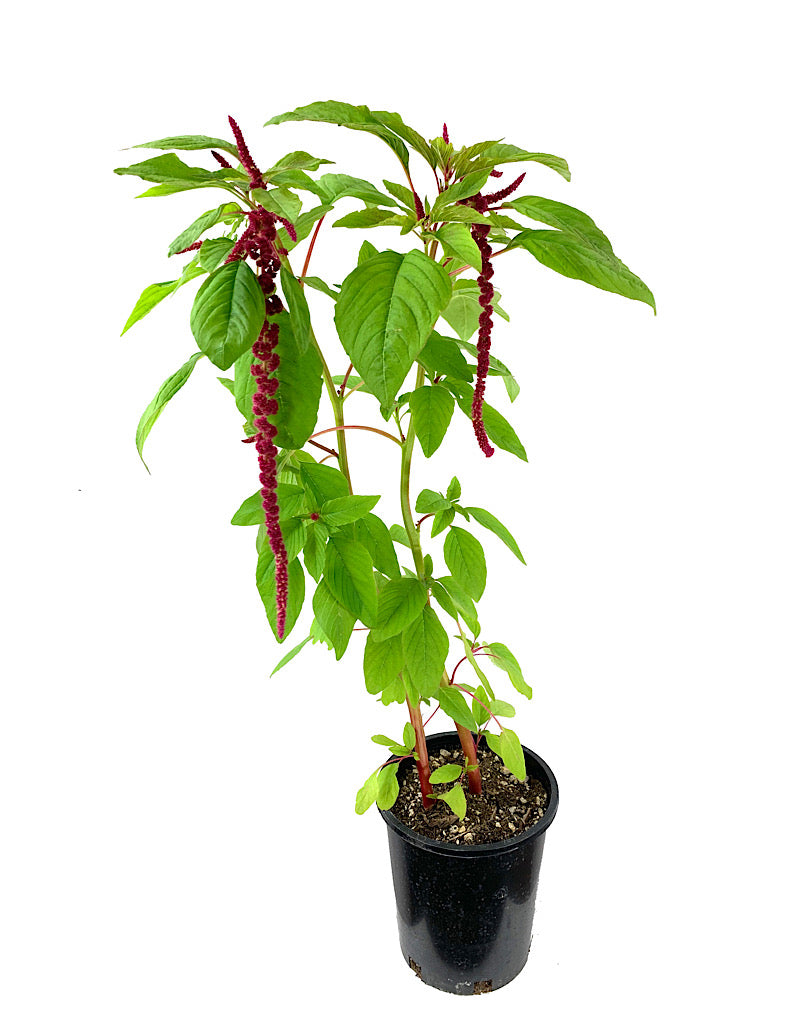 Amaranthus 'Red Tails' 1 Gallon