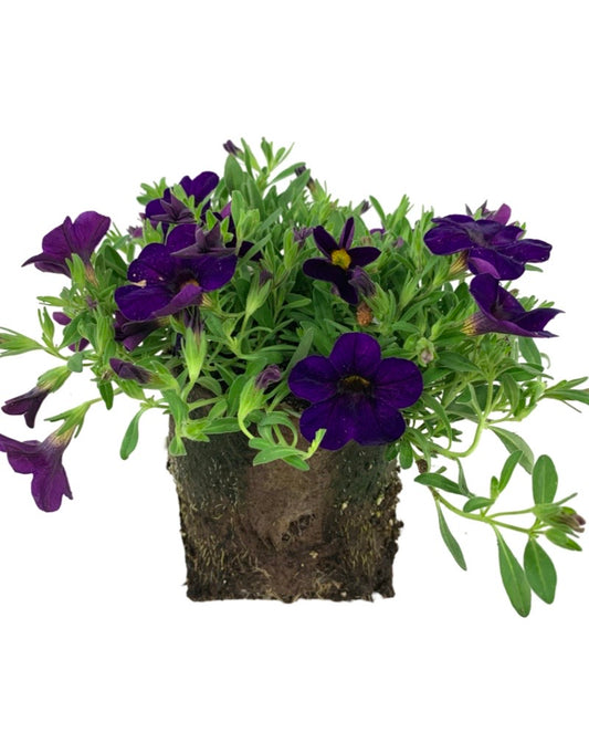 Calibrachoa 'Cabaret Purple' 4 Inch