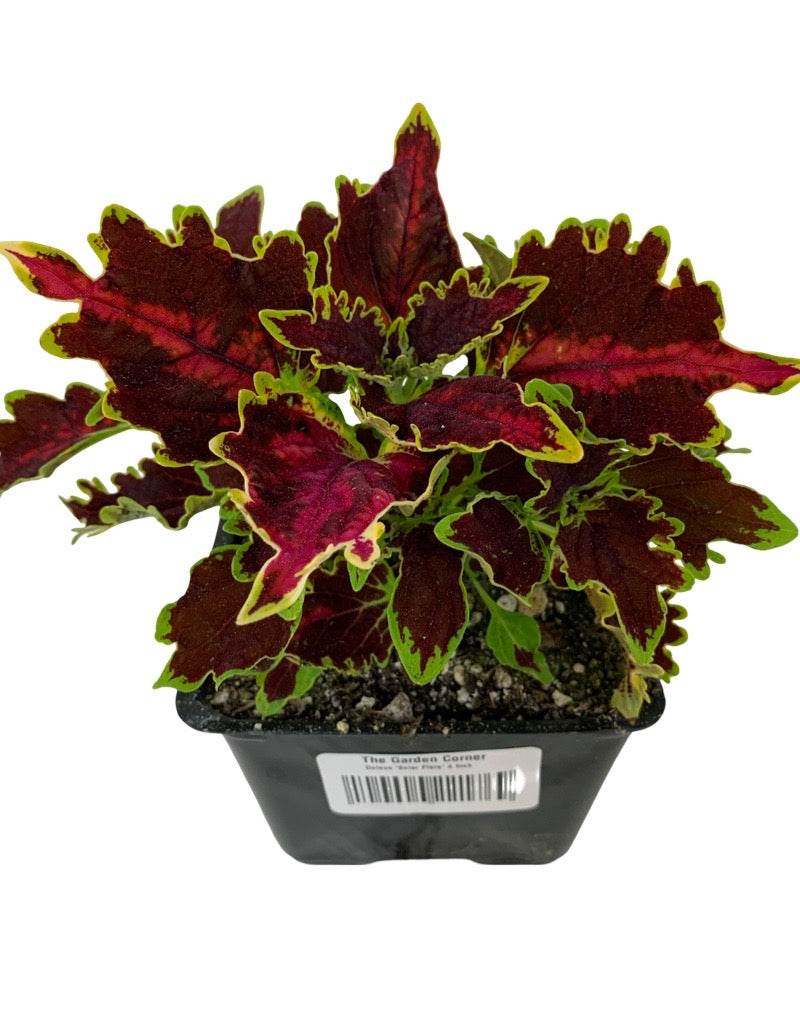 Coleus 'Solar Flare' 4 Inch